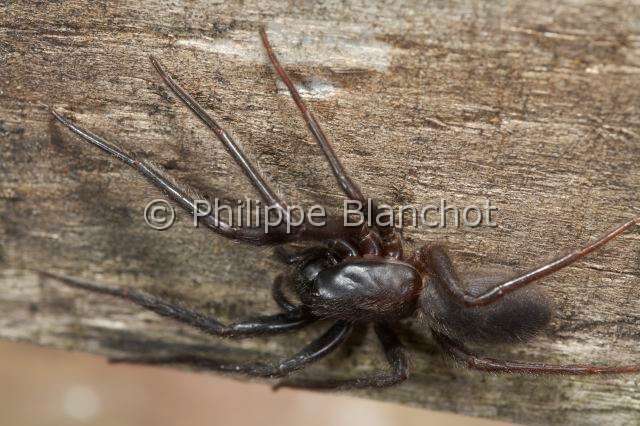 Segestriidae_4403.JPG - France, Araneae, Segestriidae, Araignée, Ségestrie florentine (Segestria florentina), Tube web spider or Cellar spider